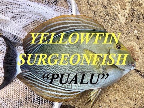Catch & Clean Your Surgeonfish For Sashimi & Bone Grilling!