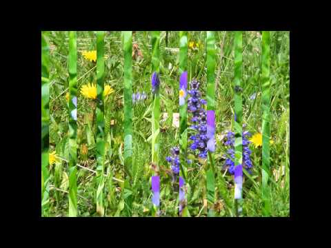 Vf. Giurcu, com. Runcu, com. Dambovita