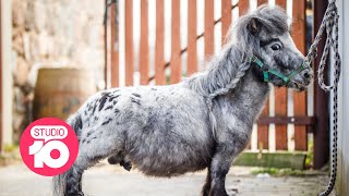 World’s Shortest Horse | Studio 10 video