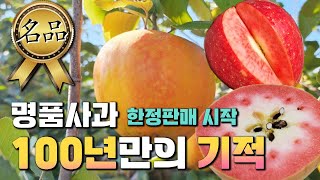 드디어 한정예약판매 시작! 100년의 기적 명품 신품종 사과 문루즈 & 나가노신구 묘목분양합니다! ^^ [J…