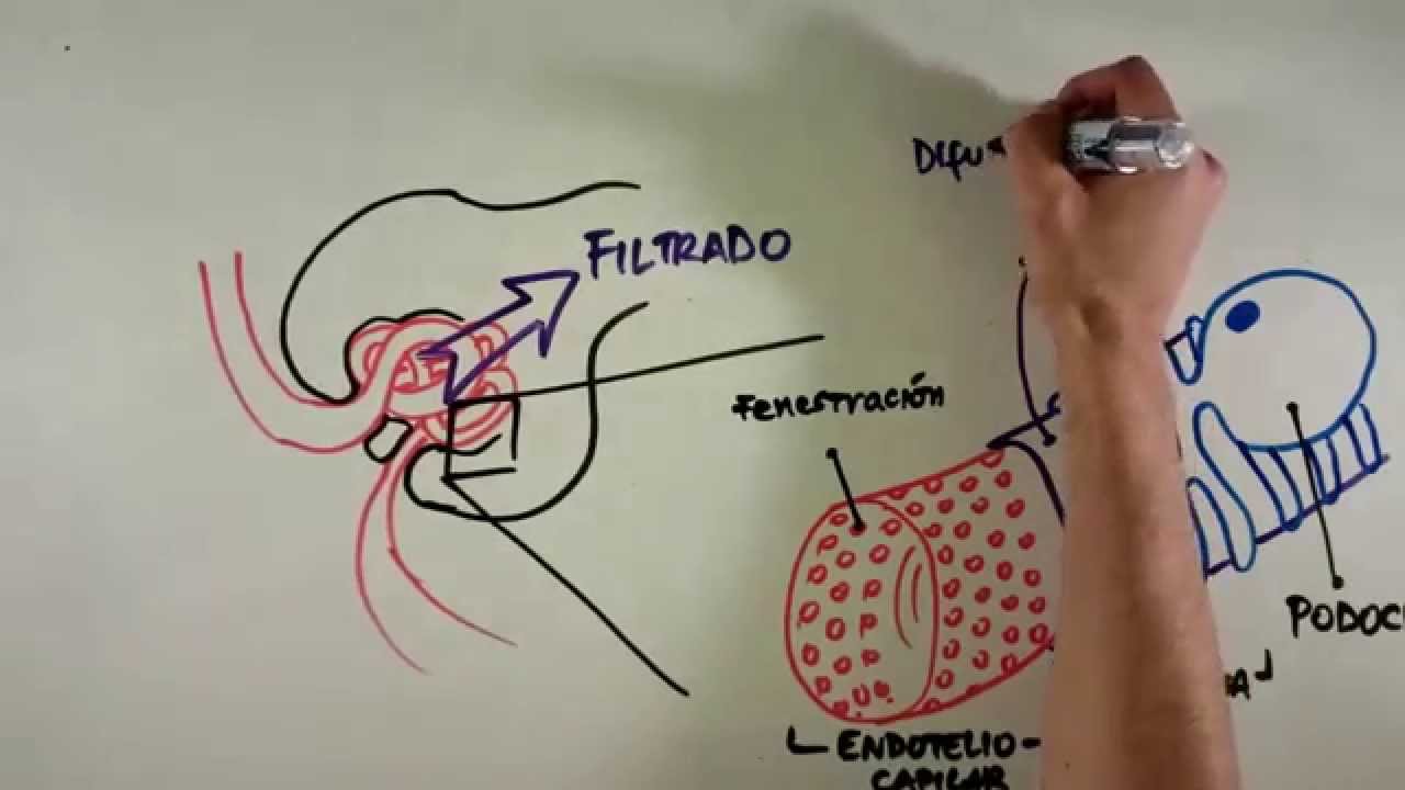 Fisiología Renal