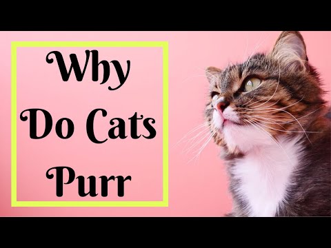 Why Do Cats Purr And Why Does Your Cat Purr So Loud?