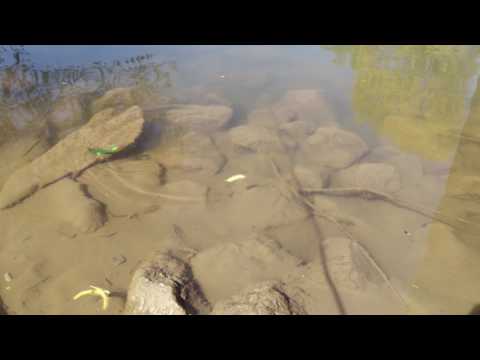 Drunk Bait beim Jiggen