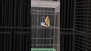 Parrot Birds Videos