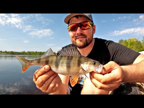 SUMMER VACATION AND FISHING - PERCH FROM THE SHORES OF OULUJOKI