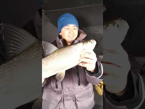 Ice Fishing MASSIVE Ciscos (Tullibee)