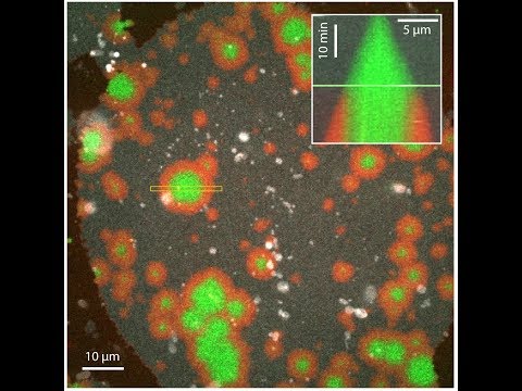 Escrt-III (Snf7) patch growth on supported bilayer