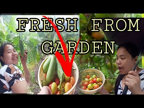 HARVEST TOMATOES & EGGPLANT 🍆|| FRESH FROM GARDEN AT OUR BACKYARDS @maribethdimaculangan5981