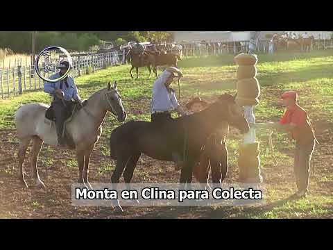 Lucas Gonzalez 2024 - Cuero Tendido - campo "Don Emilio" - Agrup. "El Bagual" - Diciembre del 2025