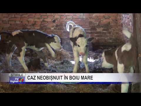 Stire 11 CAZ NEOBIȘNUIT ÎN BOIU MARE