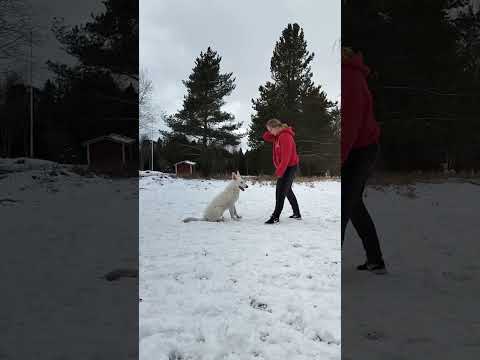 #dogtraining #whiteswissshepherd #wss #valkoinenpaimenkoira #kelmi #everydaytraining #puppy