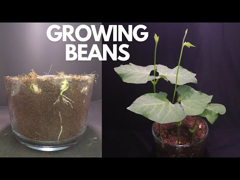 Growing Beans Seed To Pod | Growing Cranberry Bean Time Lapse