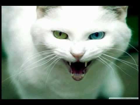 Evol Intent and Ewun -Bitch(spor remix) Best version