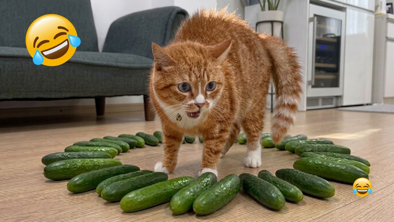 Try Not to Laugh at These Crazy Cats 😂 Funny Cats on the Internet 2026 🐾😹