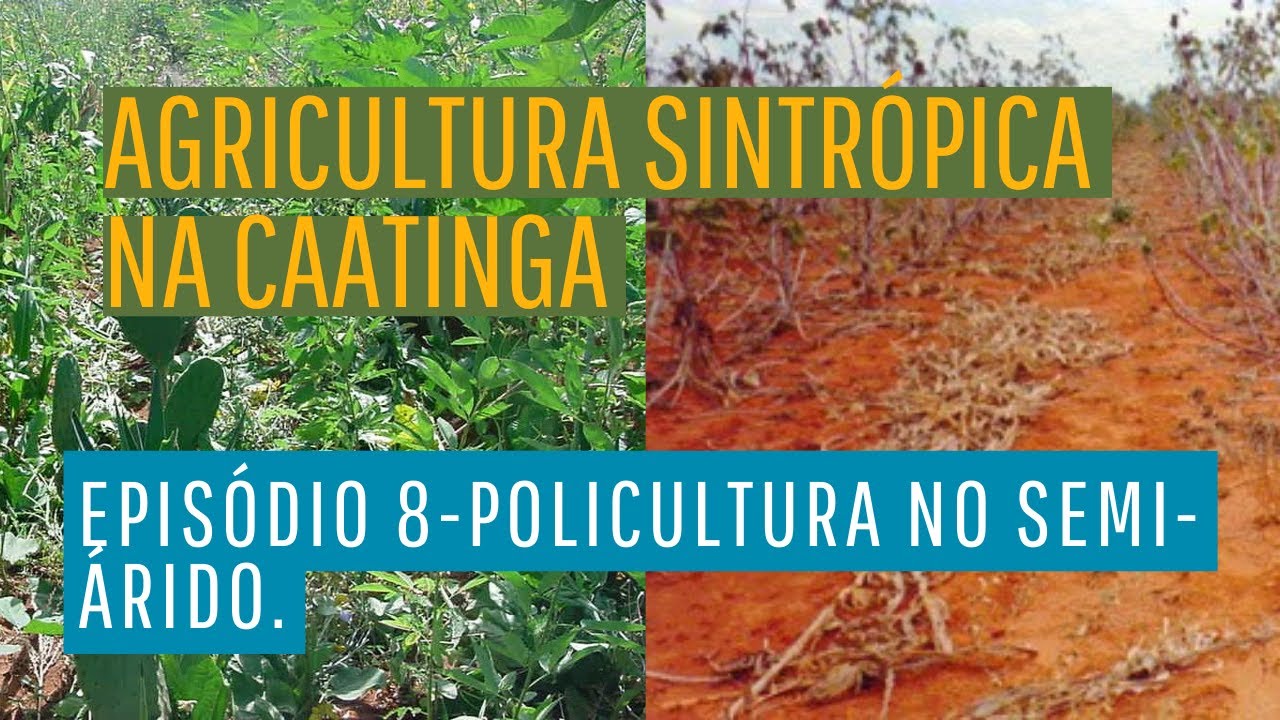 Agricultura sintrópica na Caatinga. Episódio 8 - Policultura no semiárido.