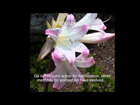 Plant Diversity Movie