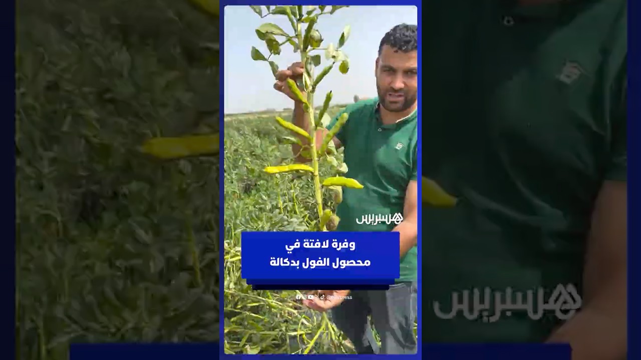 فلاح يوثق وفرة لافتة في محصول الفول بدكالة thumbnail