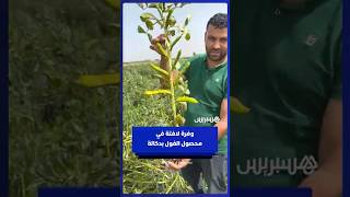 فلاح يوثق وفرة لافتة في محصول الفول بدكالة thumbnail