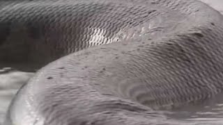 Maior sucuri de todos os tempos encontrada no Brasil