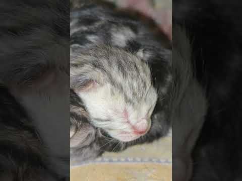 cute small tiny  cats #love #kitten