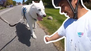 Fastest Husky Pulling Rollerblades Straight to the Dog Park