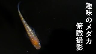 メダカの餌やり動画　#3 (卵の採取が大変)