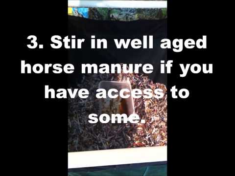 Fruit Flies in Worm Composting system...Now what?