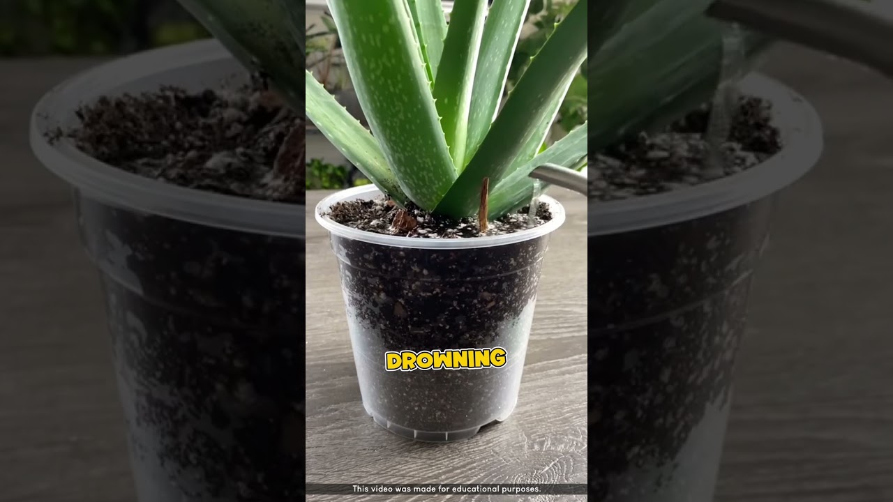 Bringing a Fruit Tree Back to Life