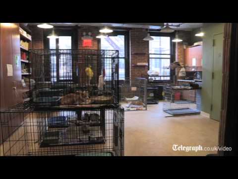 Il gatto più grasso del mondo cerca una nuova casa negli Stati Uniti