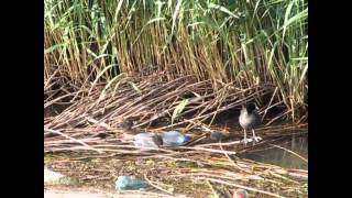 preview picture of video 'Pasari salbatice pe lacul Mihailesti - part.1'