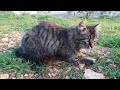 Sunset Catch 2 Cat Eats Mouse