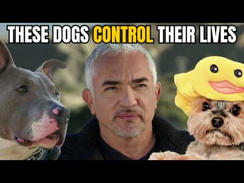 Patito y Goliat | Mejor humano, mejor perro | Temporada 1, episodio 1