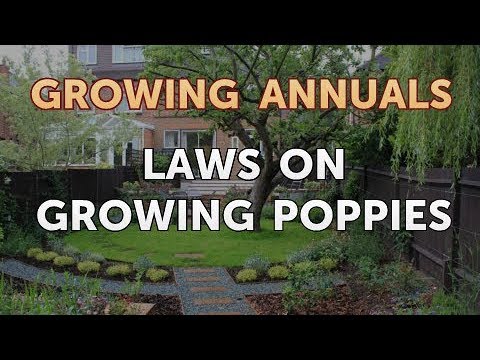 Laws on Growing Poppies