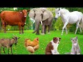 Cute Farm Animals Sheep Goat Cow Chicken Rabbit Pig Duck Buffalo Dog Parrot Animal Video