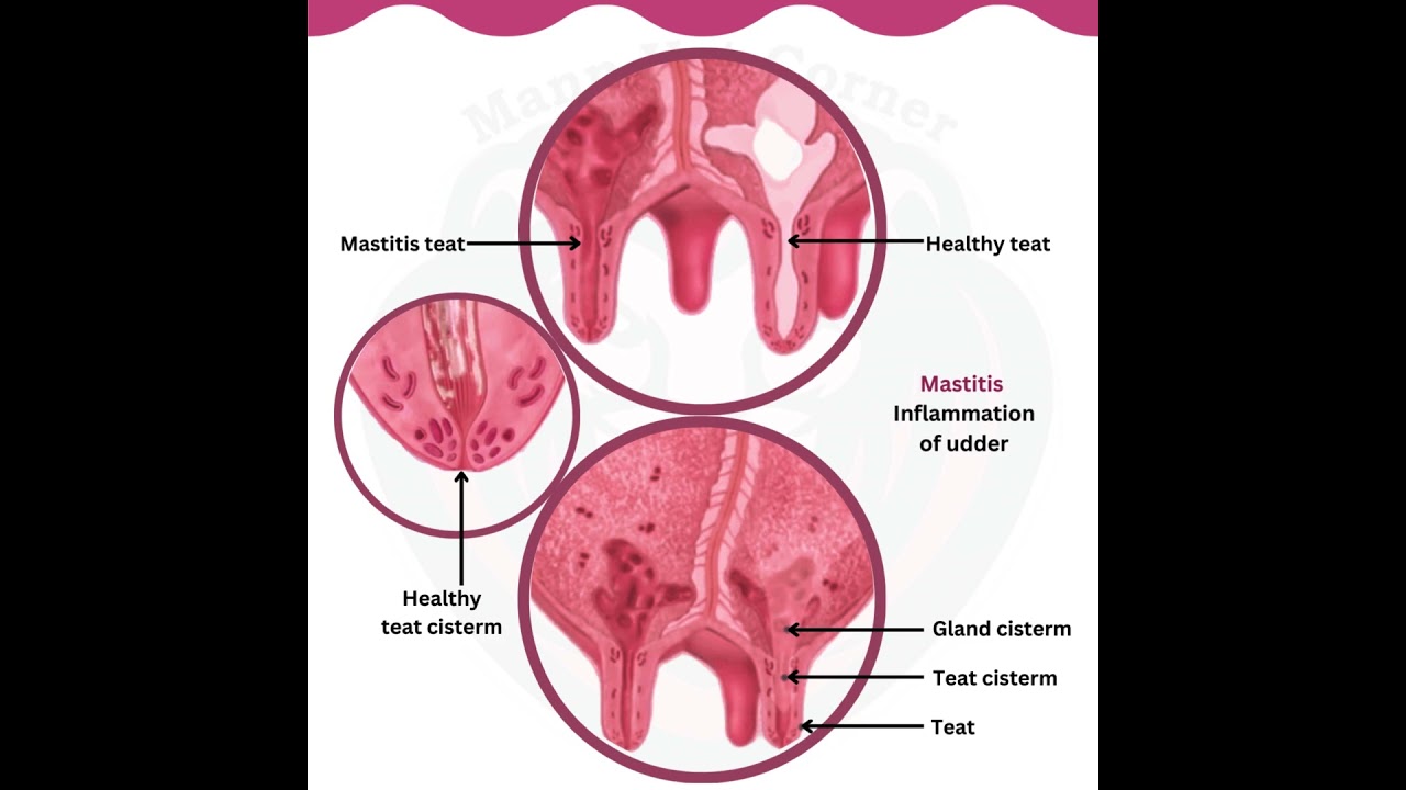 Bovine Mastitis स्तन की सूजन: Somatic cell count (SCC) #shorts #mannvetcorner