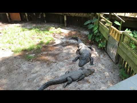 Okefenokee Swamp Park Part 2 - All about the Gators! There was a fence, but they weren't all inside!