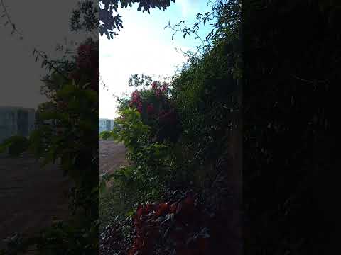 #natureza #vilhena #rondonia  #amazonia