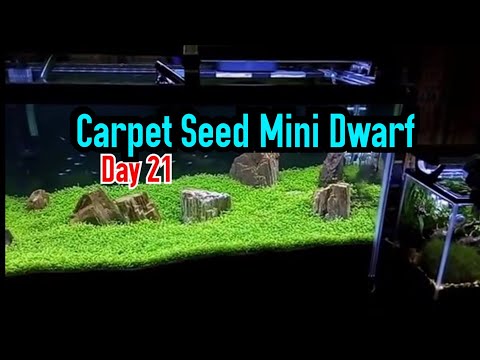 Carpet Seed Mini Dwarf (21 days after seeding) - aquascape