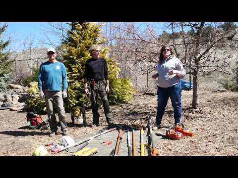 Pruning with the Pros - Introduction