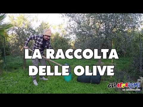 Gli Aforismi - La raccolta delle olive in calabria