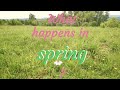 What Happens In Spring