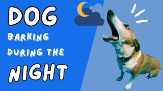 Why Your Dog Is Barking at Night and How to Stop It