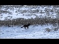 Black wolf - песня волка 