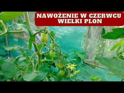 Jak i czym nawozić pomidory w czerwcu?WIELKI PLON