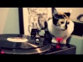 DJ Cat 