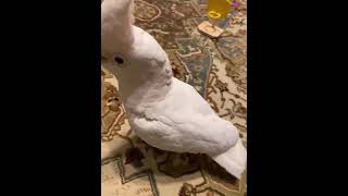 Goffin's Cockatoo Birds Videos
