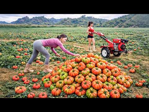 Harvesting Giant Hybrid Tomatoes & Sweet Potatoes | Full Farm Harvest Day Experience