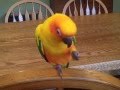 Sun Conure laughing and saying hello 