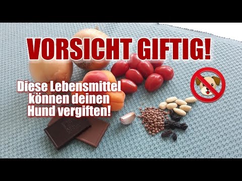 VORSICHT GIFTIG / Diese Lebensmittel können deinen Hund vergiften!!