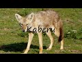 How To Pronounce Kaberu